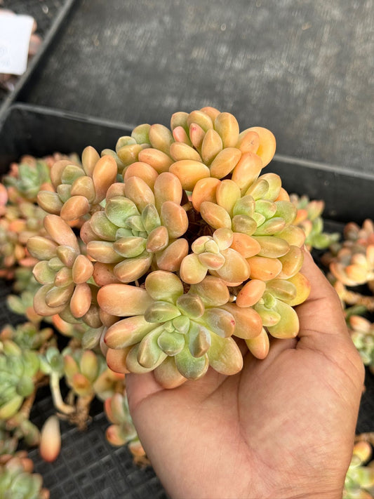 Echeveria taro