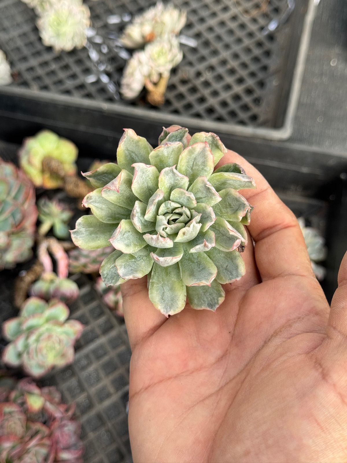 Echeveria bradburyana