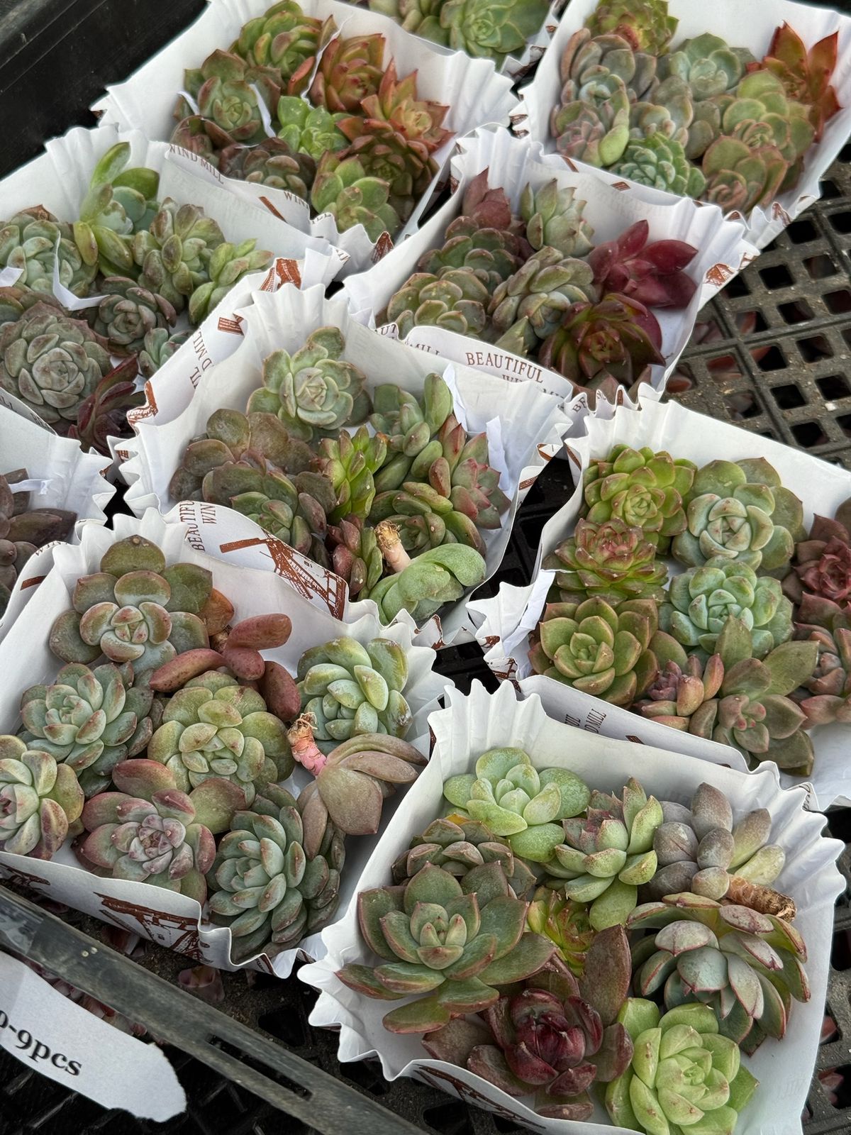 Echeveria combo 9 piezas