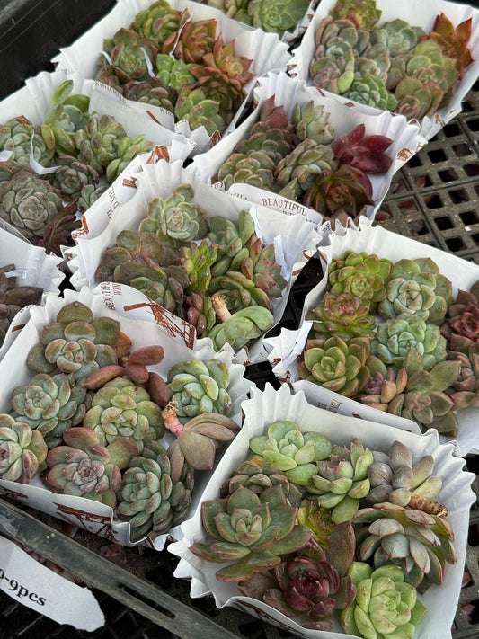 Echeveria combo 9 piezas