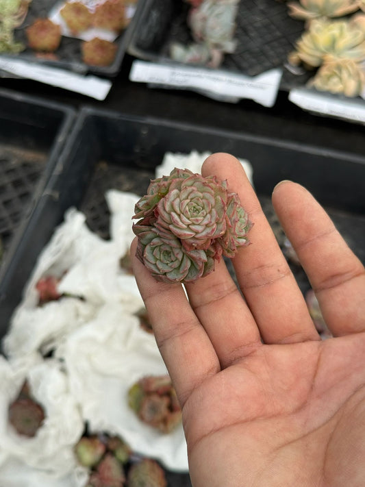 Echeveria little ball