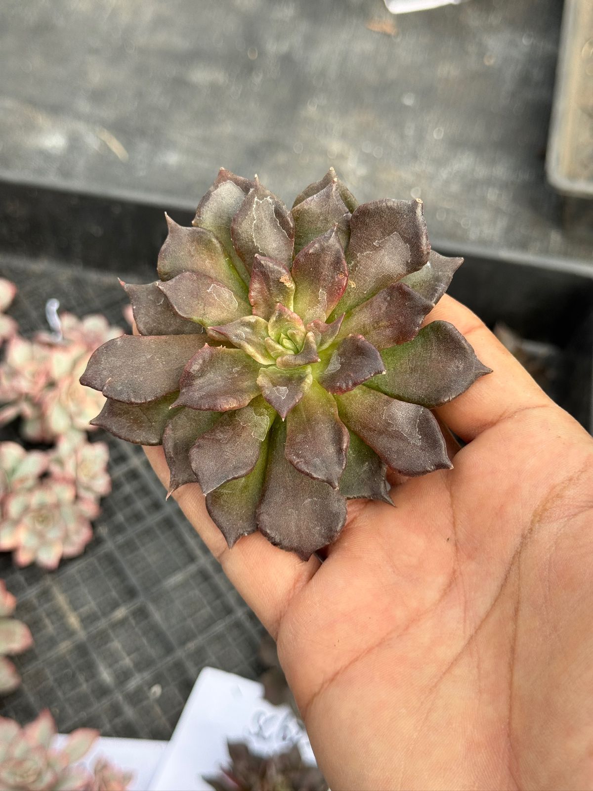 Echeveria black madiba