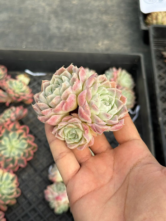 Echeveria pear horn