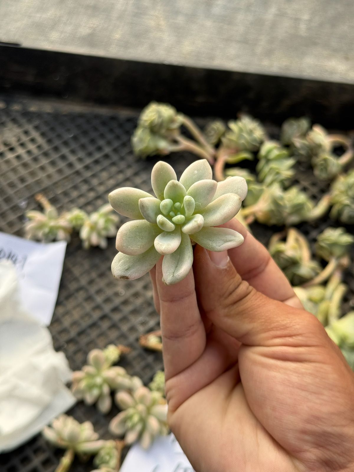 Echeveria rococo variegada