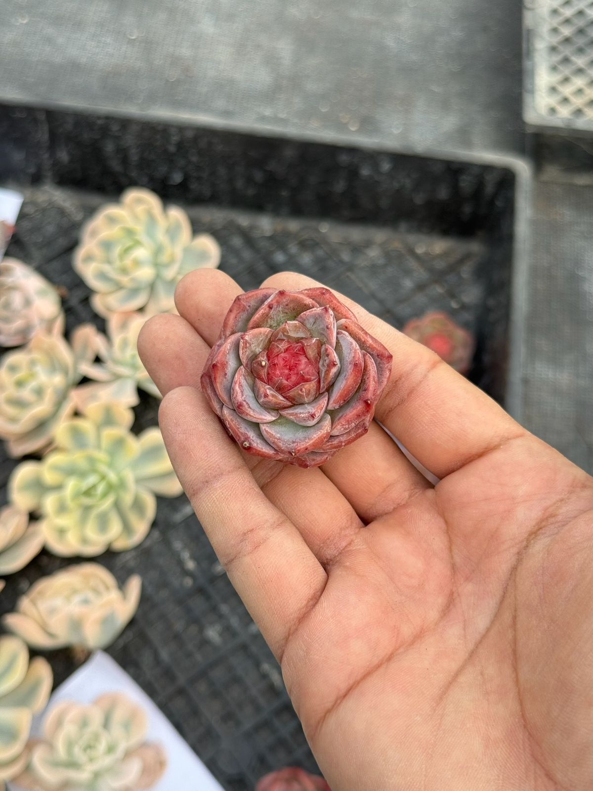 Echeveria red peach