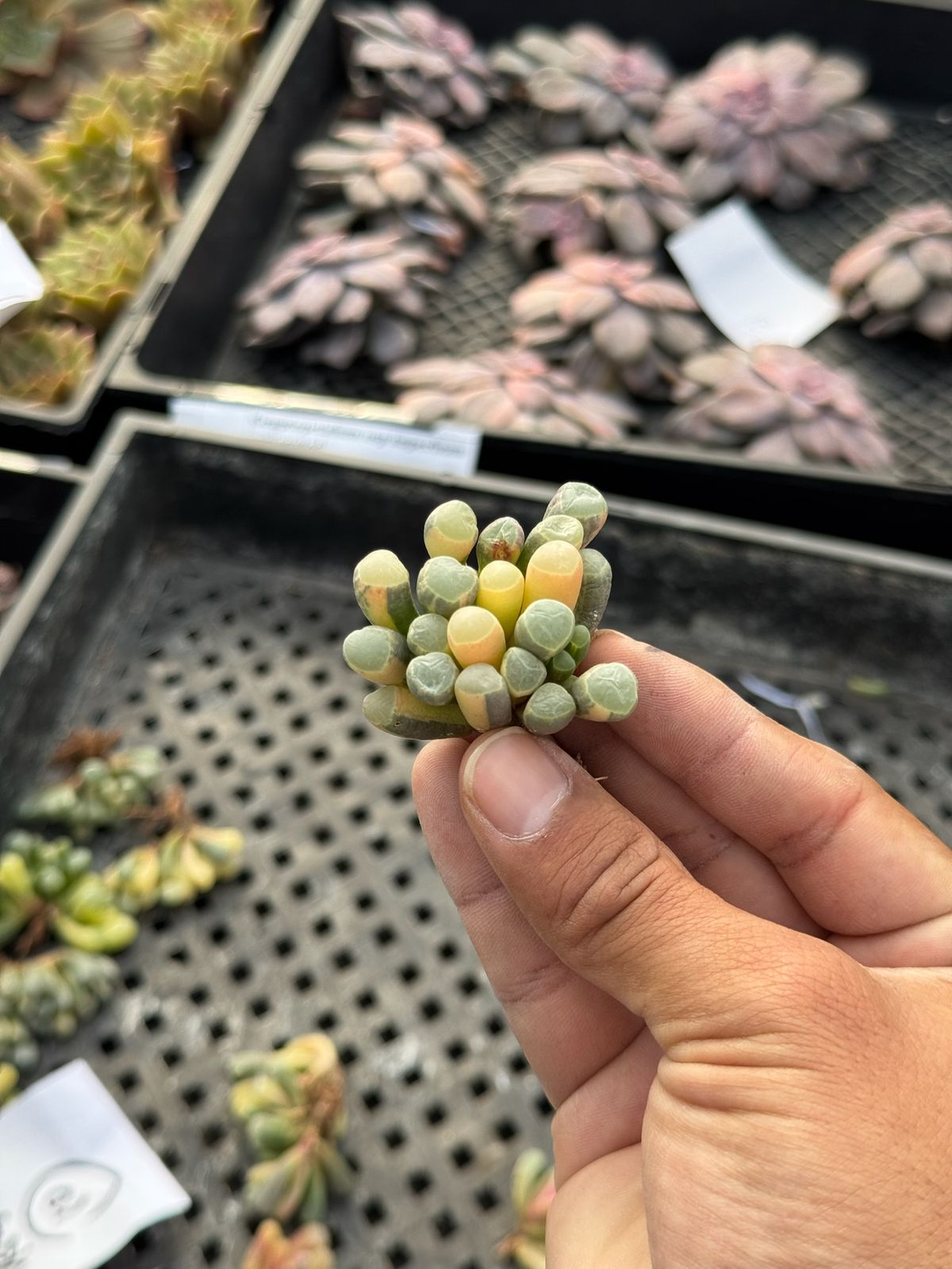 Fenestraria variegada