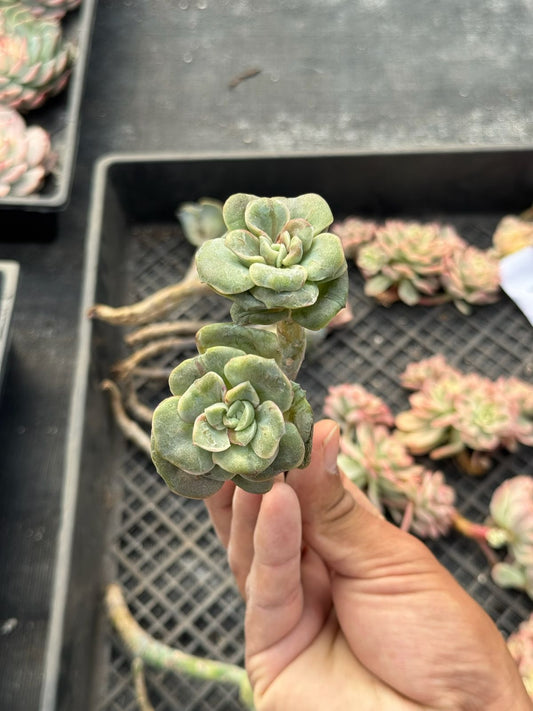 Echeveria lovely rose red color