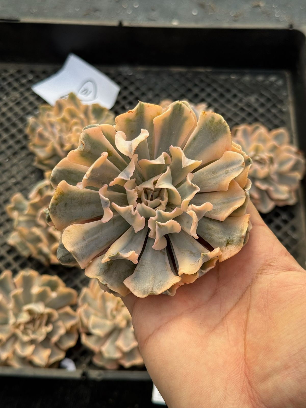 Echeveria Liberia variegada