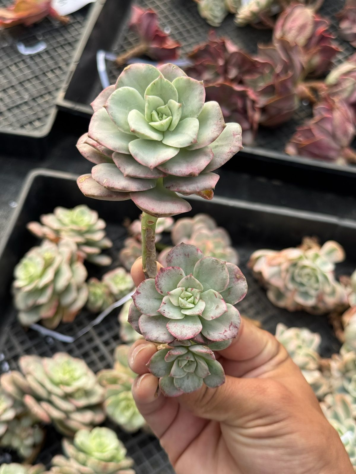 Echeveria nicksana variegada
