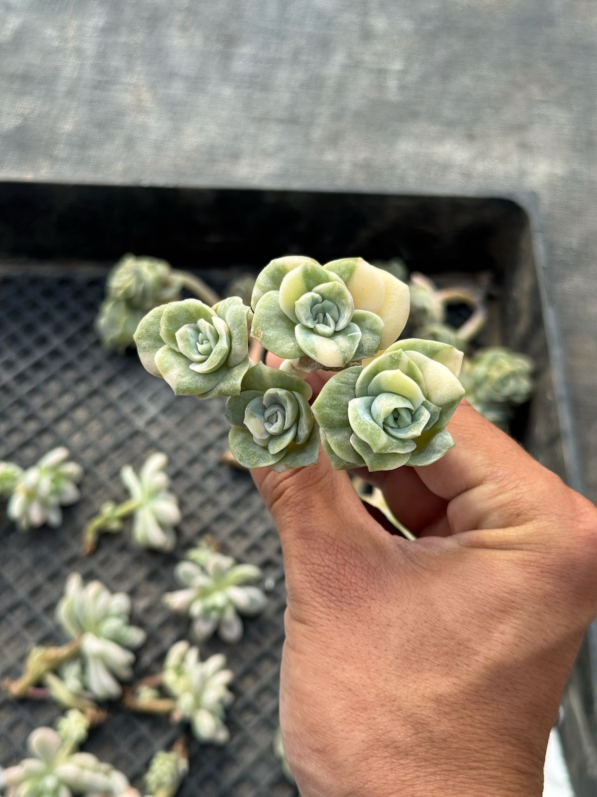 Echeveria lovely rose white