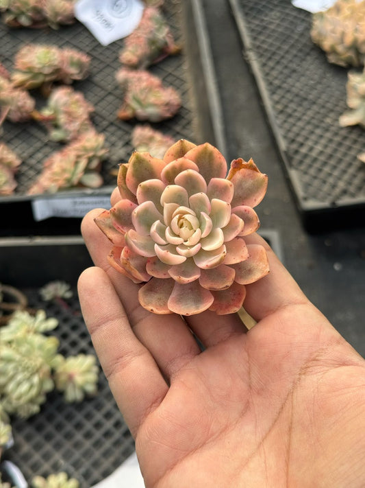 Echeveria desert rose variegada