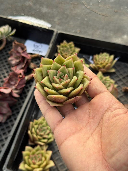 Echeveria moon shadow rose