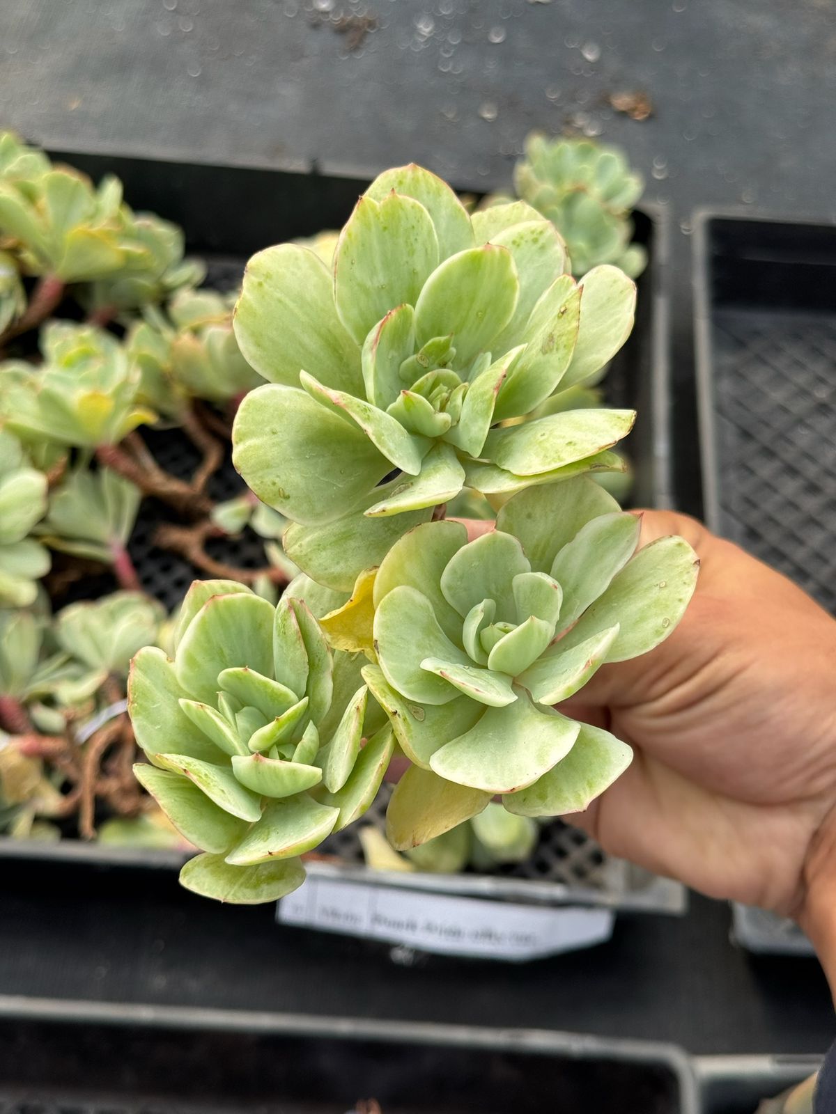 Echeveria peach pride silky variegada
