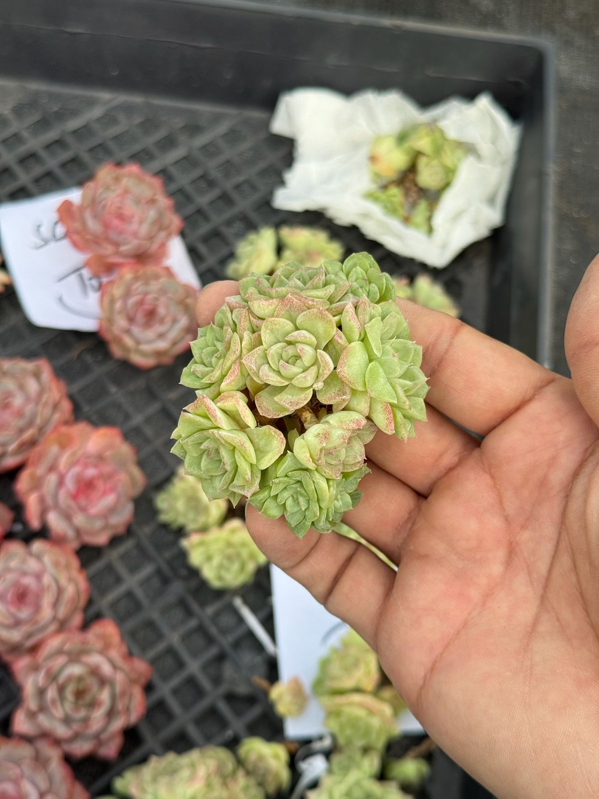 Echeveria white swan