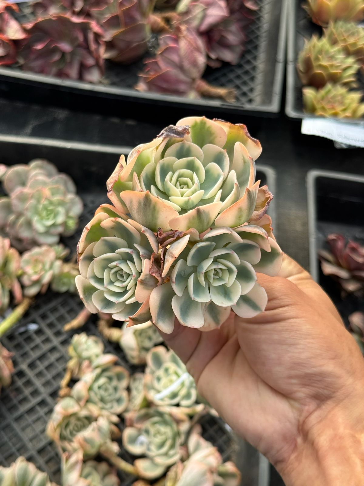 Echeveria Lenore dean variegada