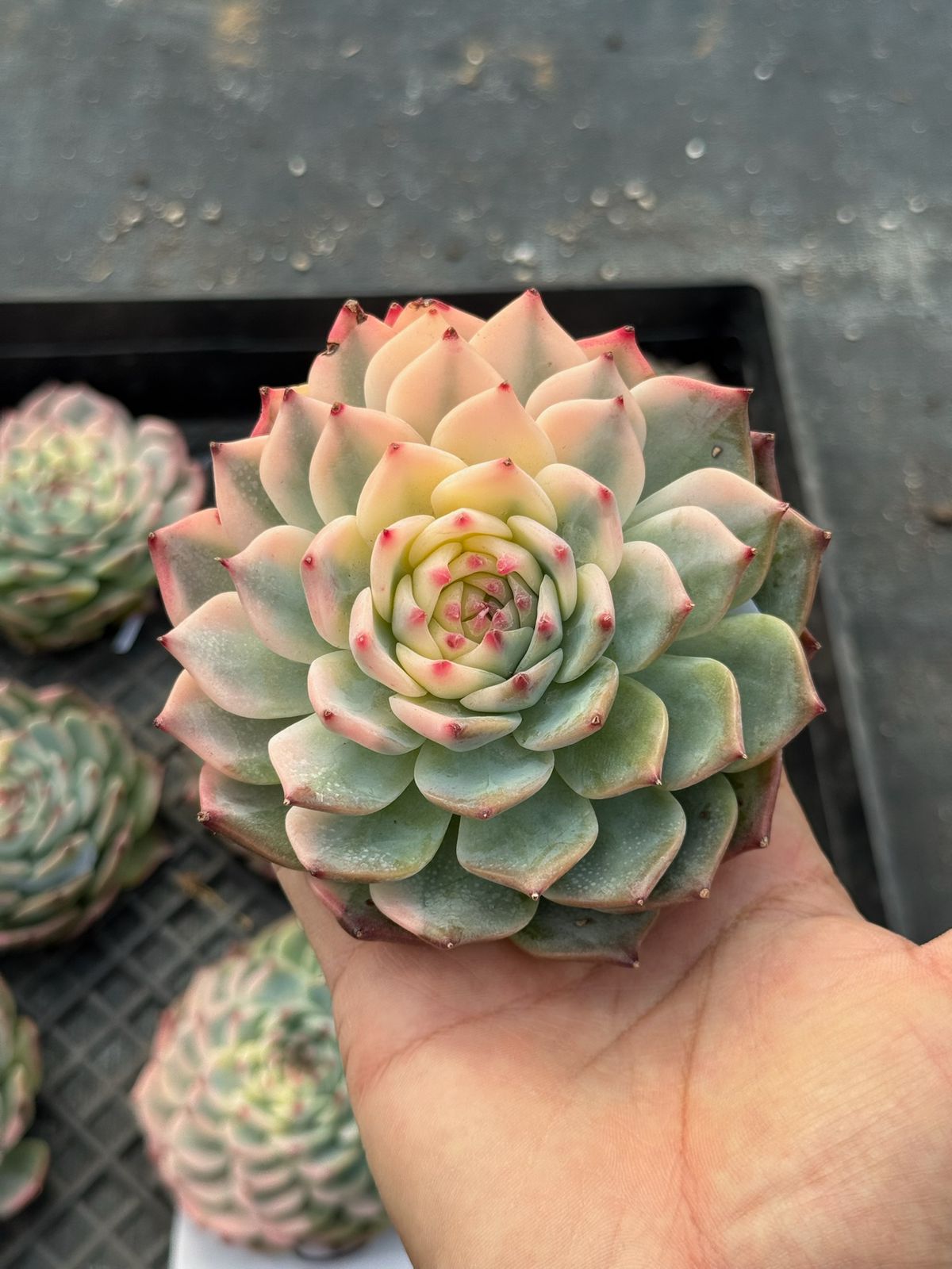 Echeveria chihuahuensis variegada