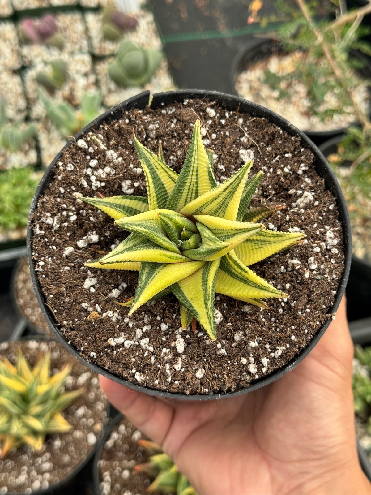 Haworthia limifolia variegada