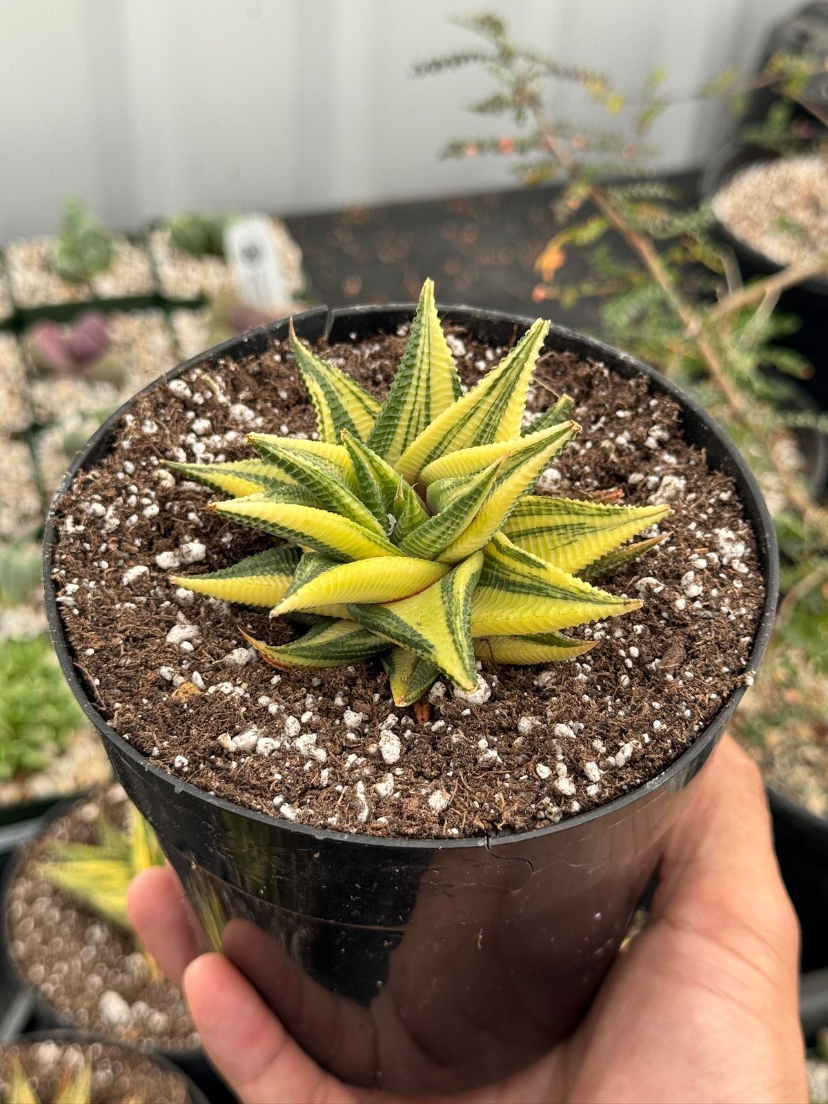 Haworthia limifolia variegada