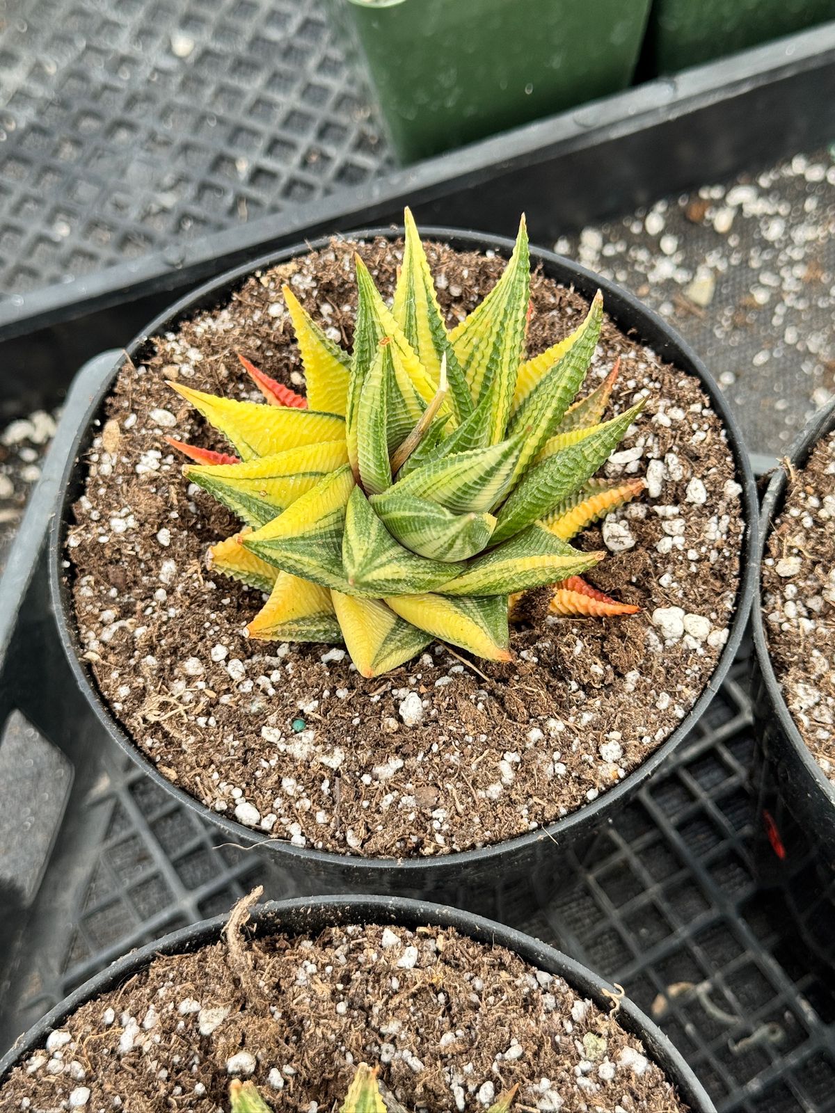 Haworthia limifolia variegada