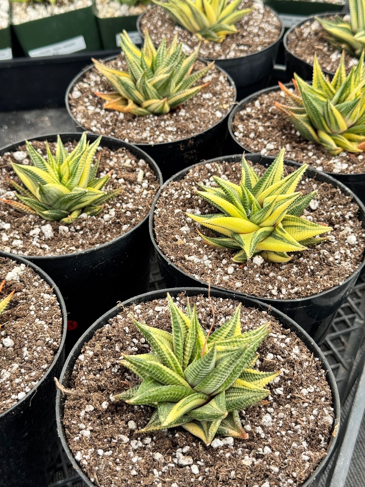 Haworthia limifolia variegada