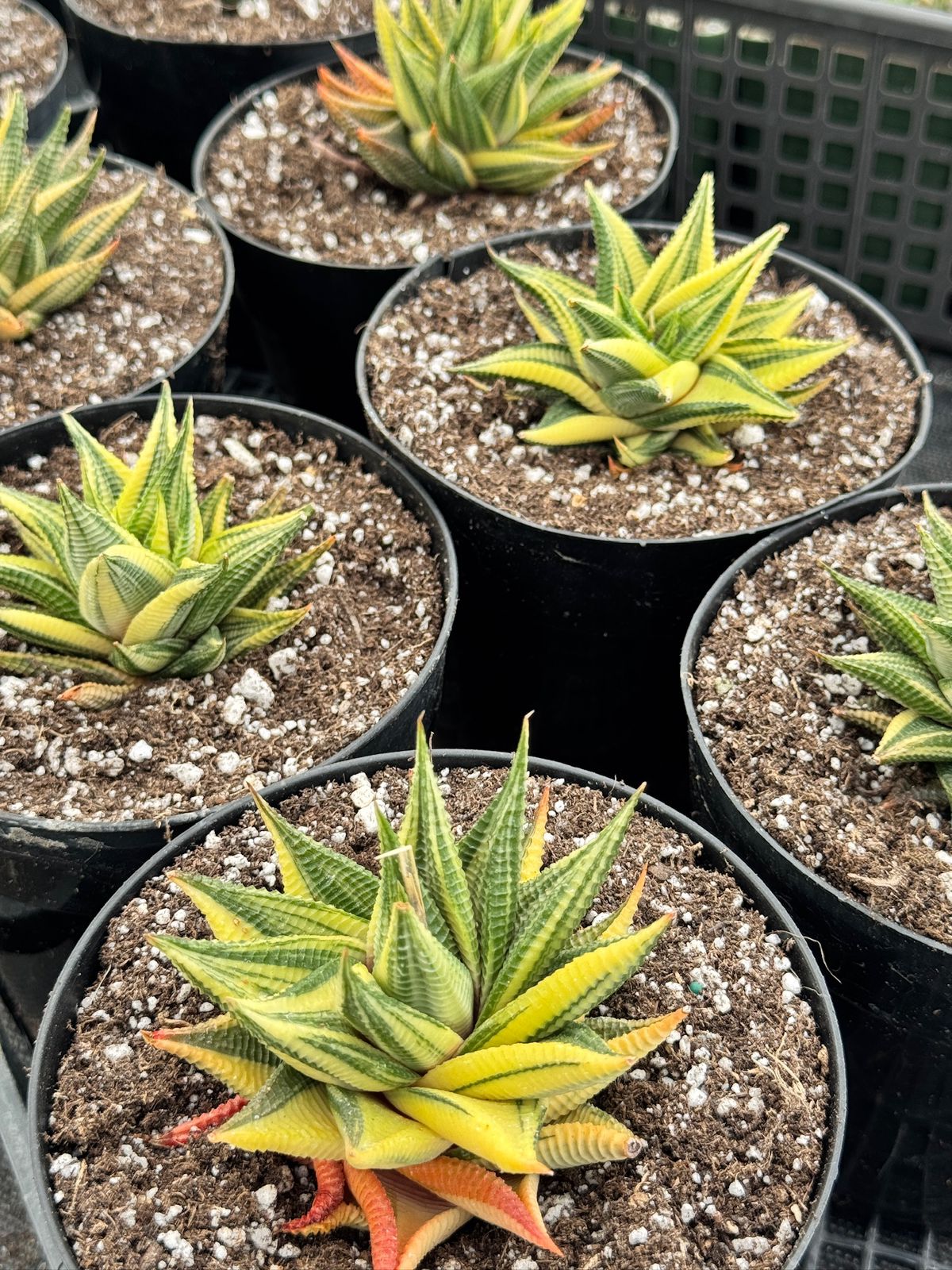 Haworthia limifolia variegada