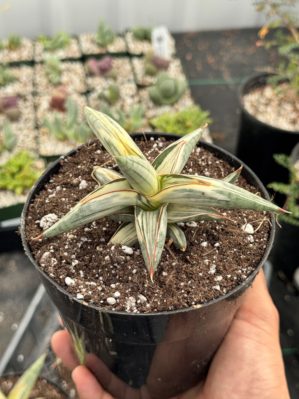 Sansevieria blue clone variegada