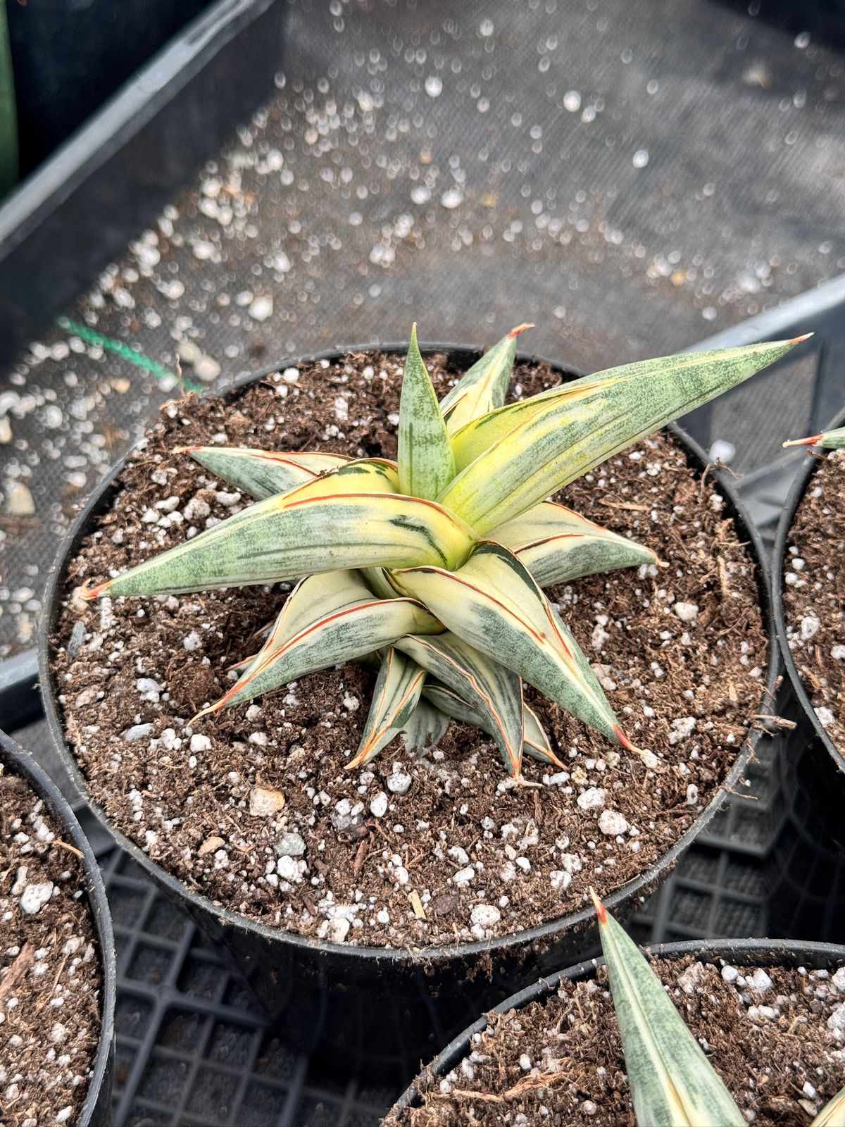 Sansevieria blue clone variegada