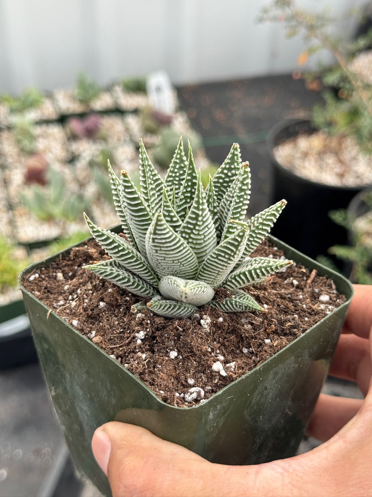 Haworthia striata