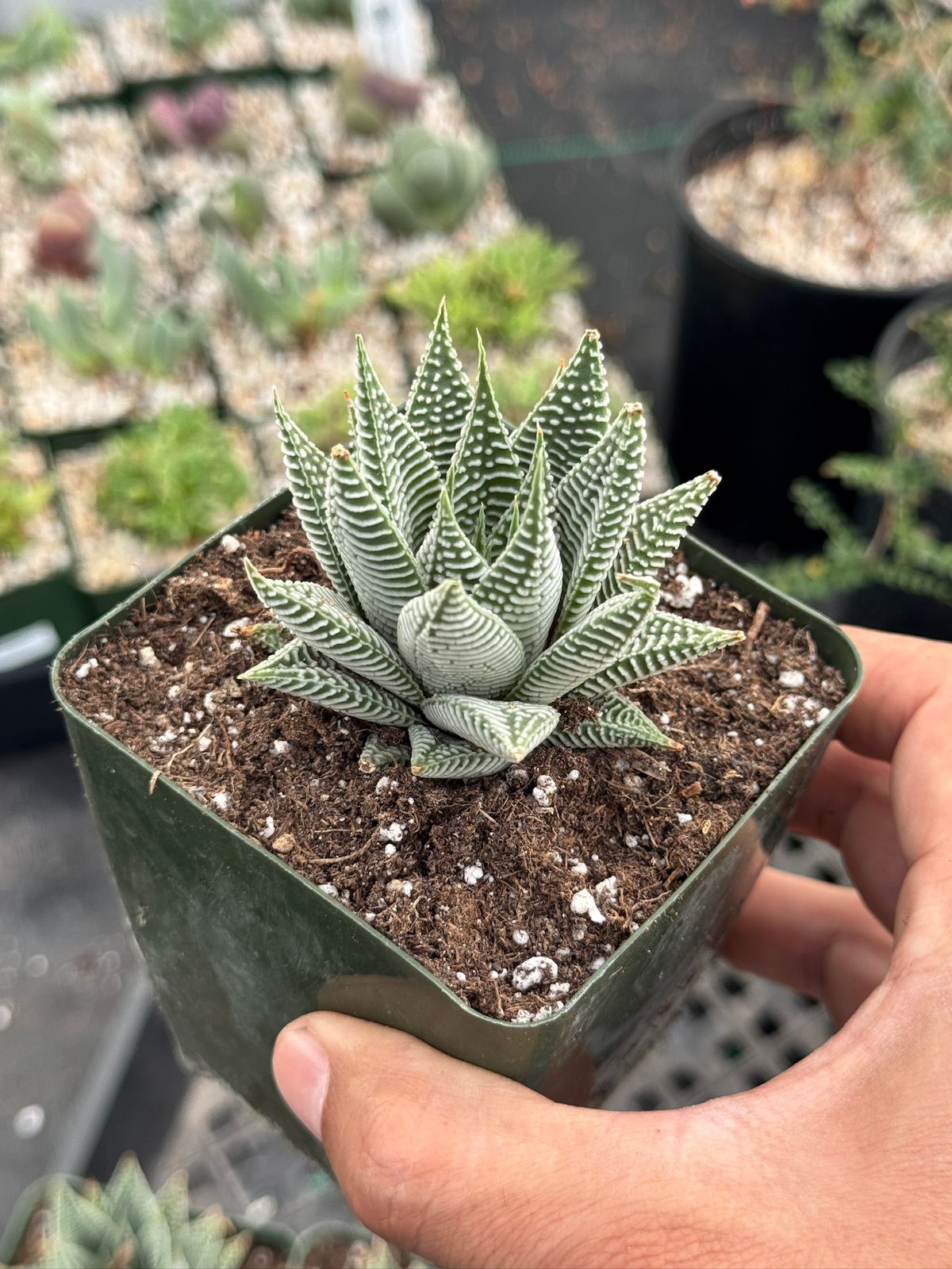 Haworthia striata