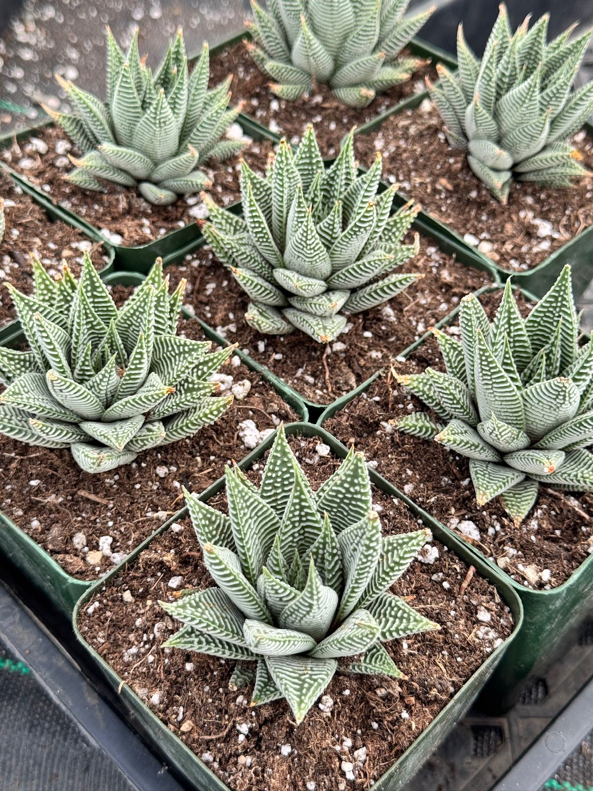 Haworthia striata