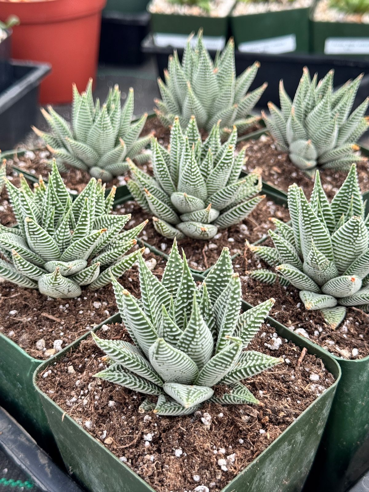 Haworthia striata