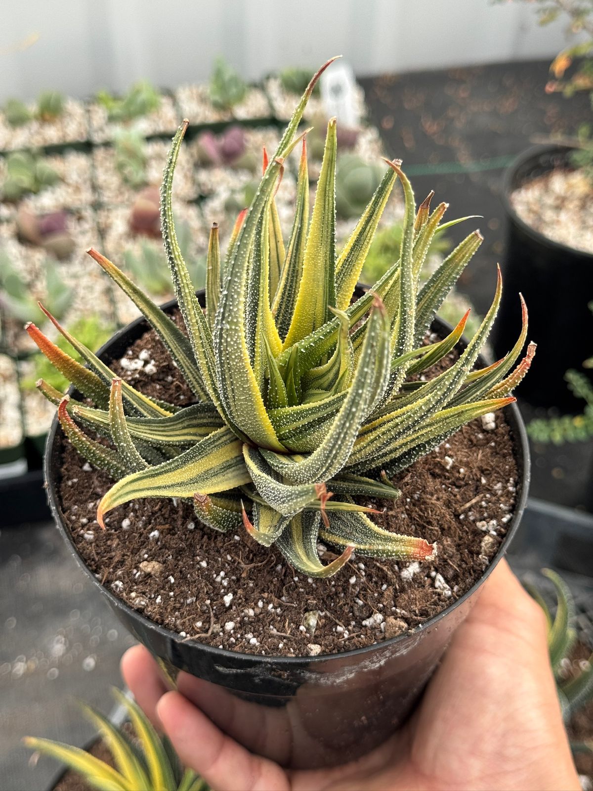 Haworthia radula variegada