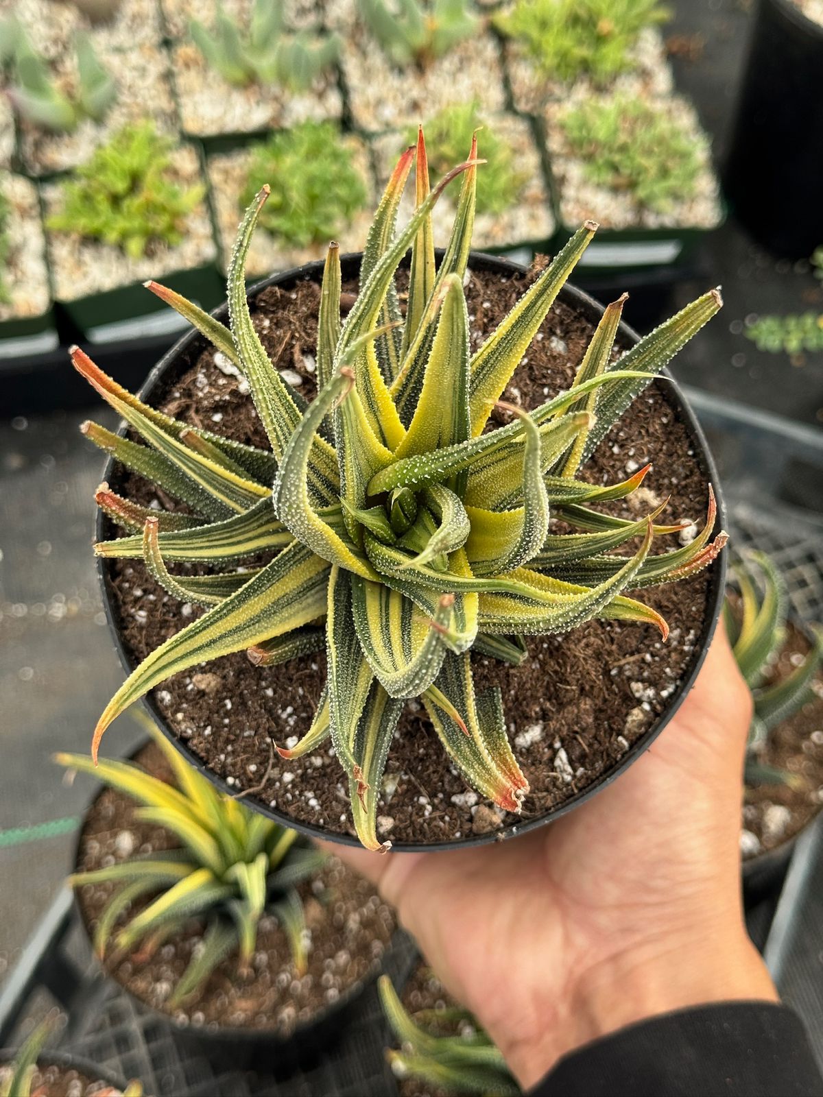 Haworthia radula variegada