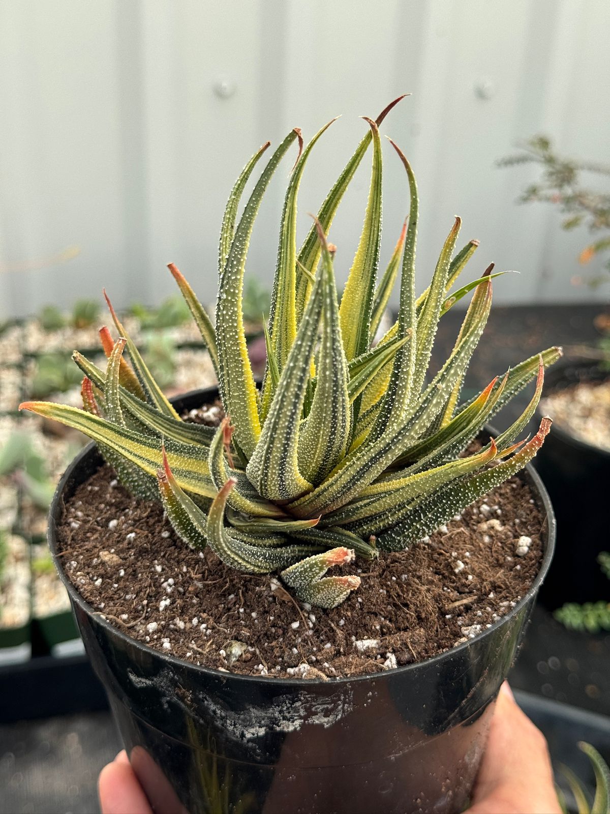 Haworthia radula variegada