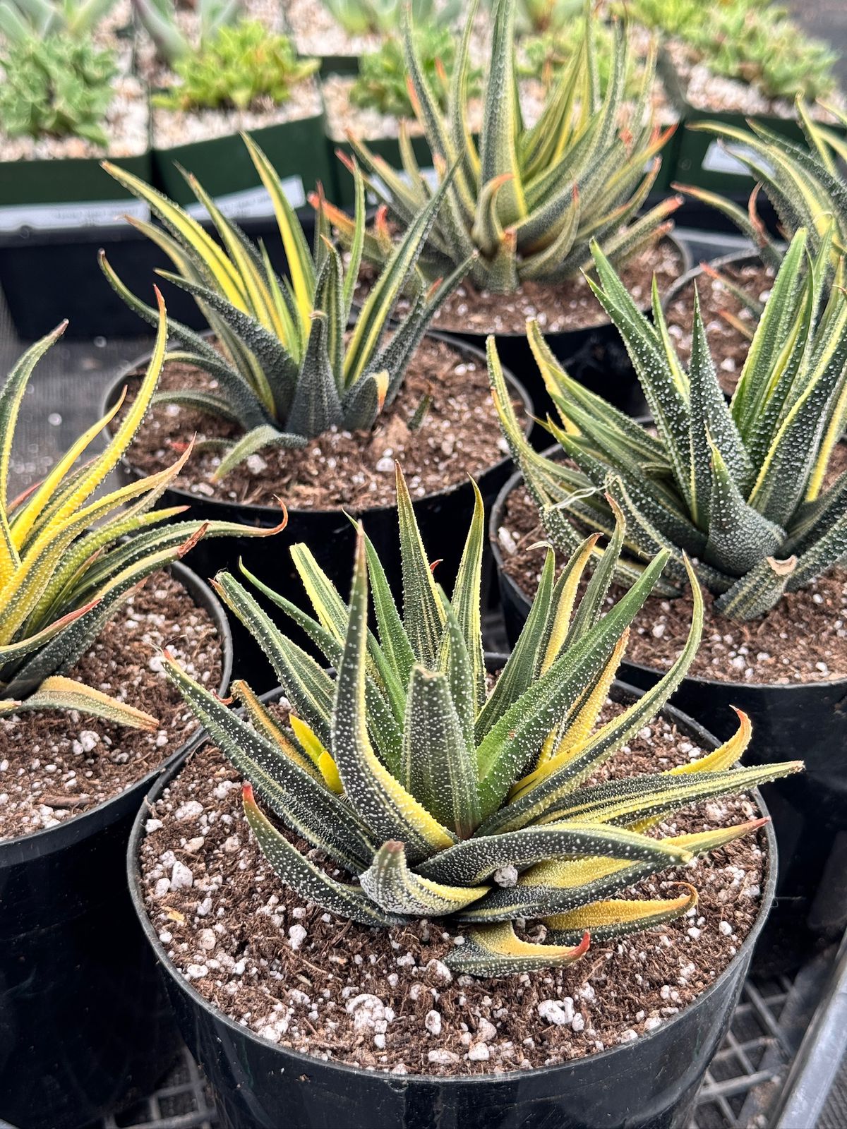Haworthia radula variegada