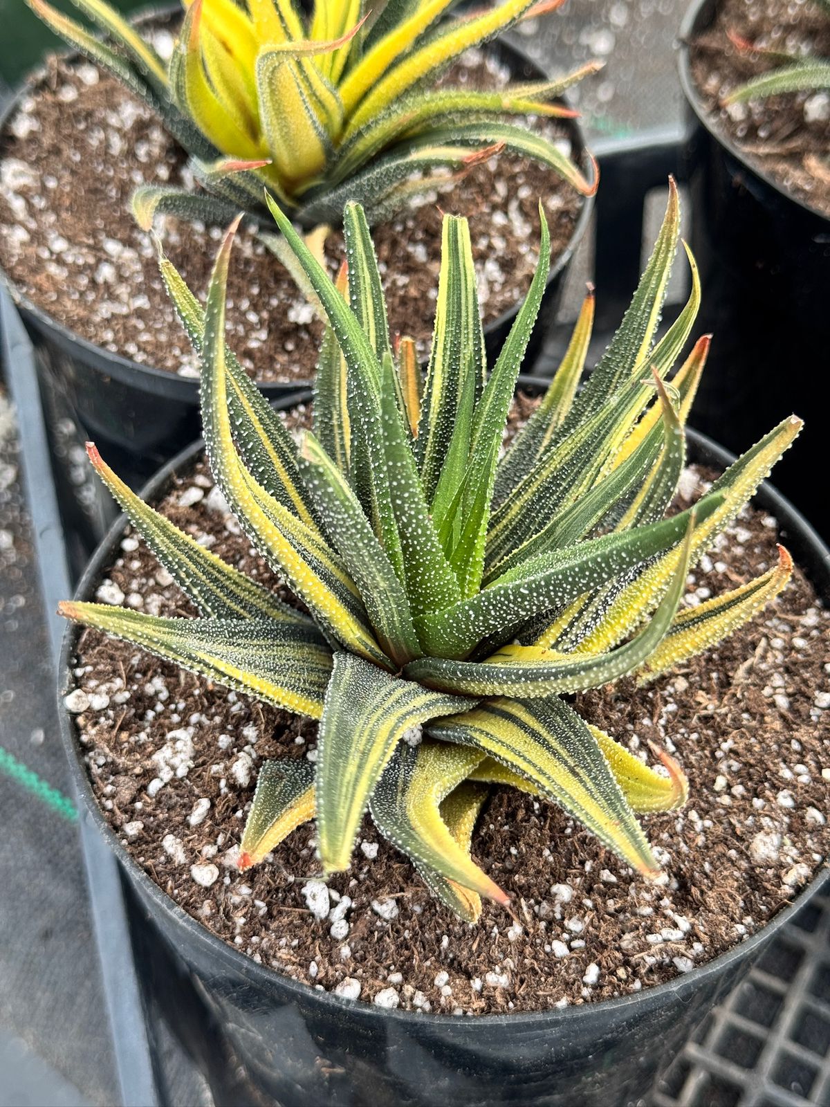 Haworthia radula variegada