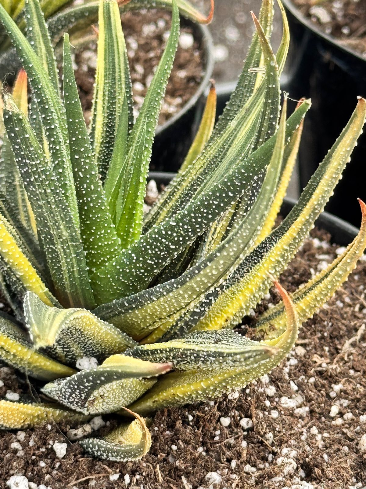 Haworthia radula variegada