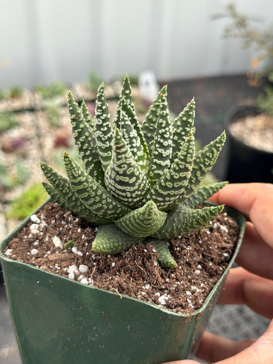 Haworthia little circle