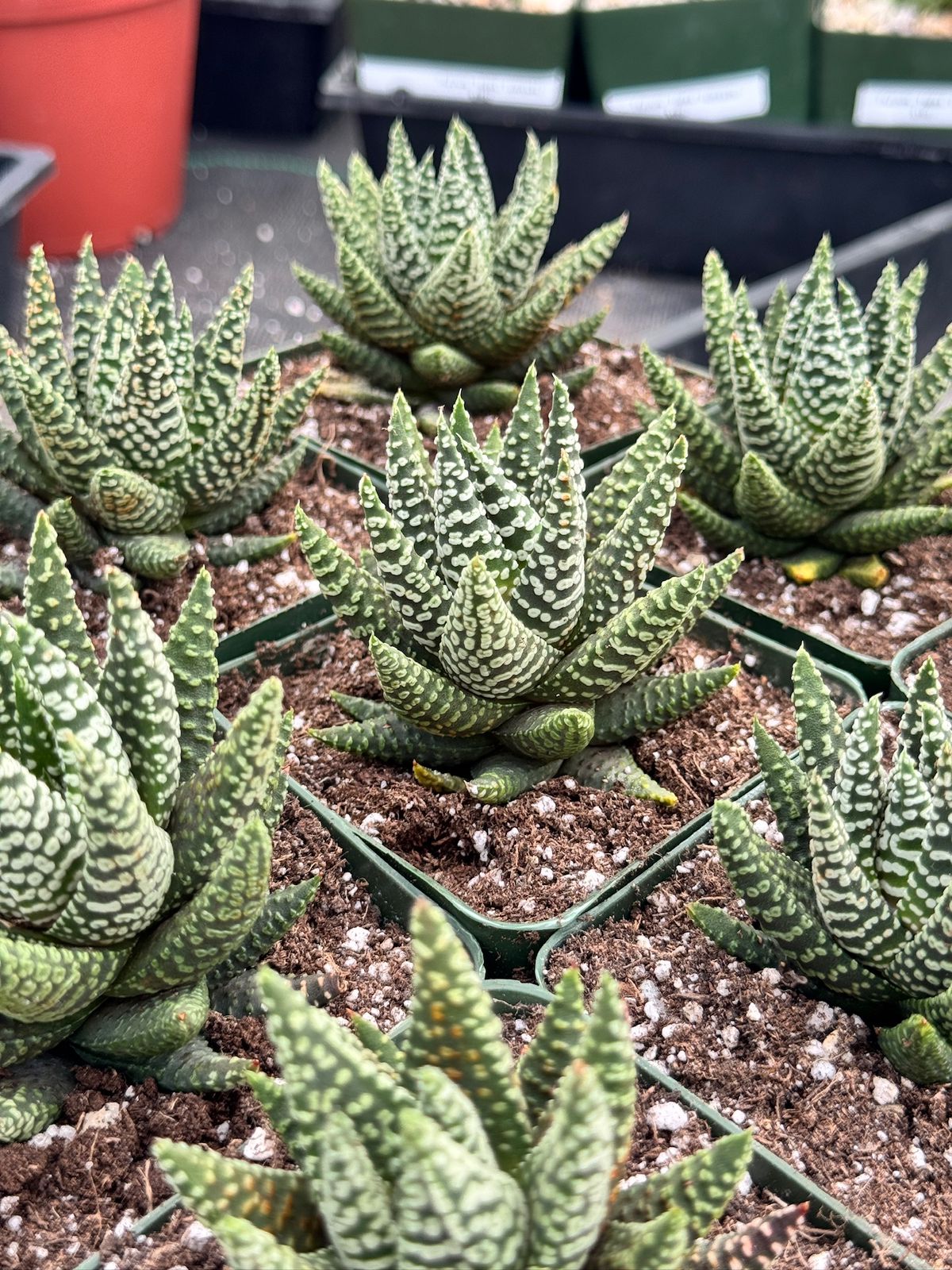 Haworthia little circle