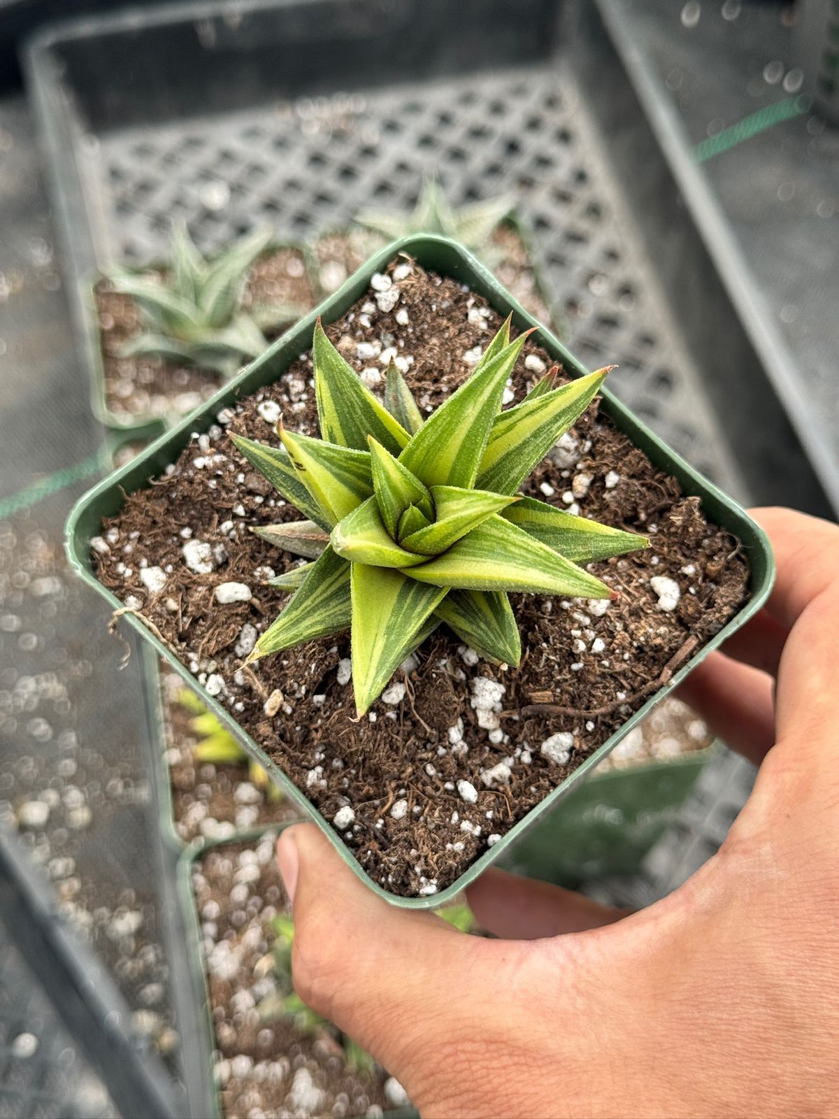 Haworthia glabratra