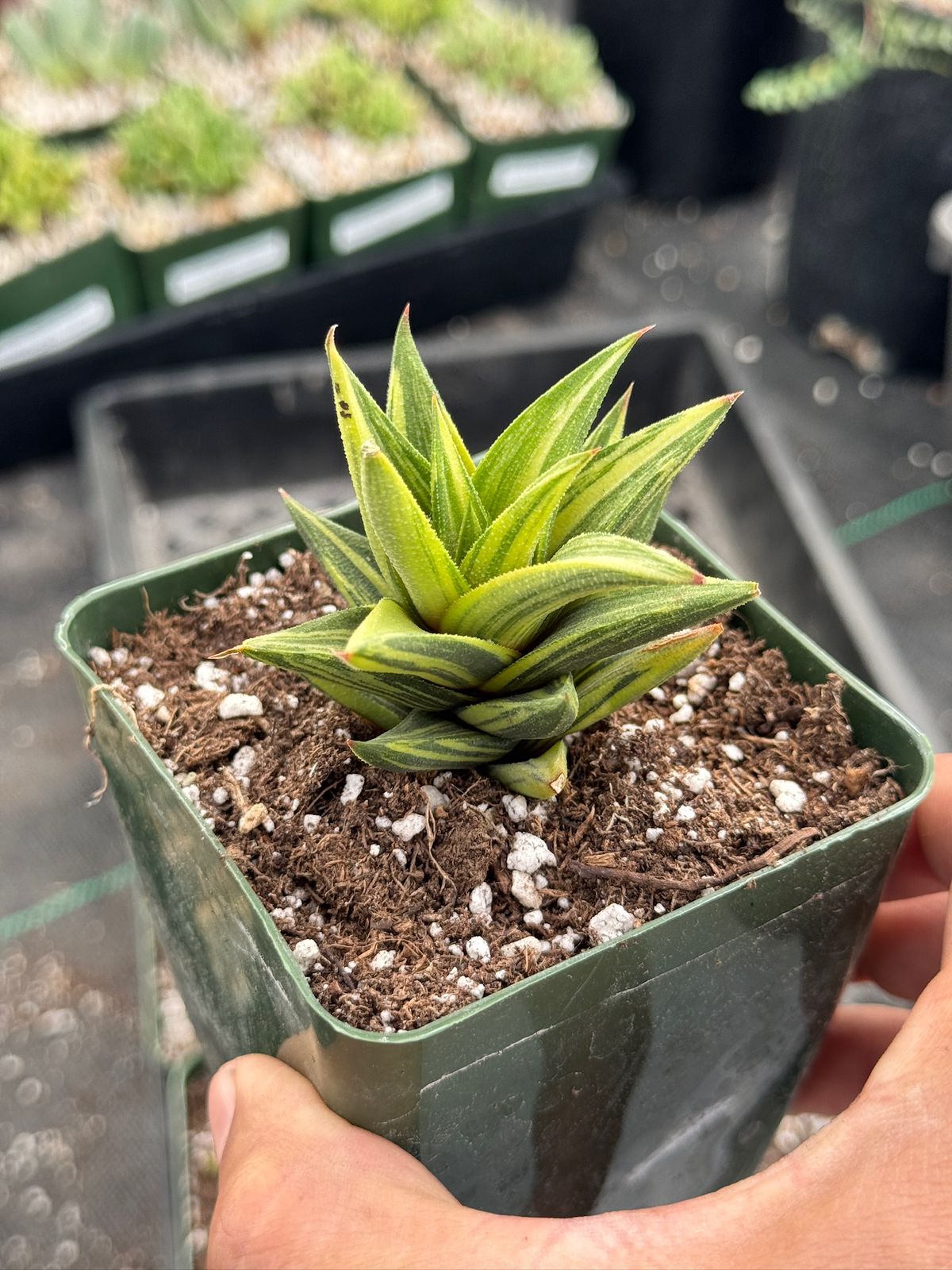 Haworthia glabratra
