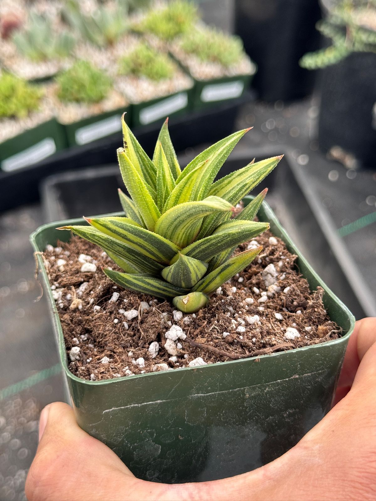 Haworthia glabratra