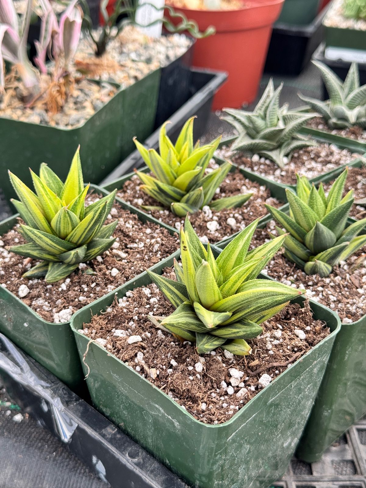 Haworthia glabratra