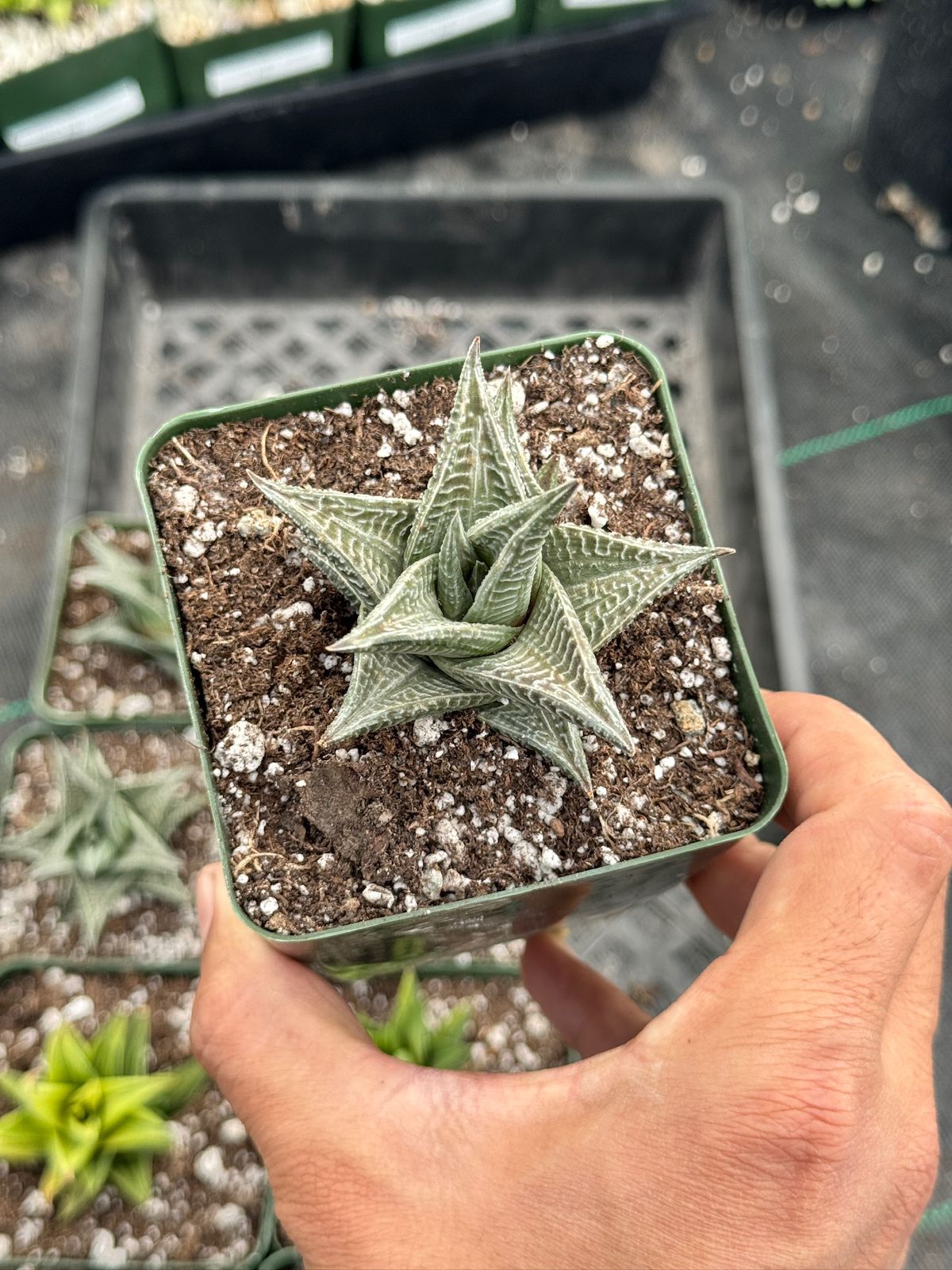 Haworthia limifolia white