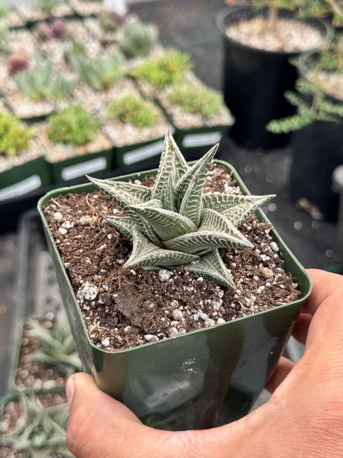 Haworthia limifolia white