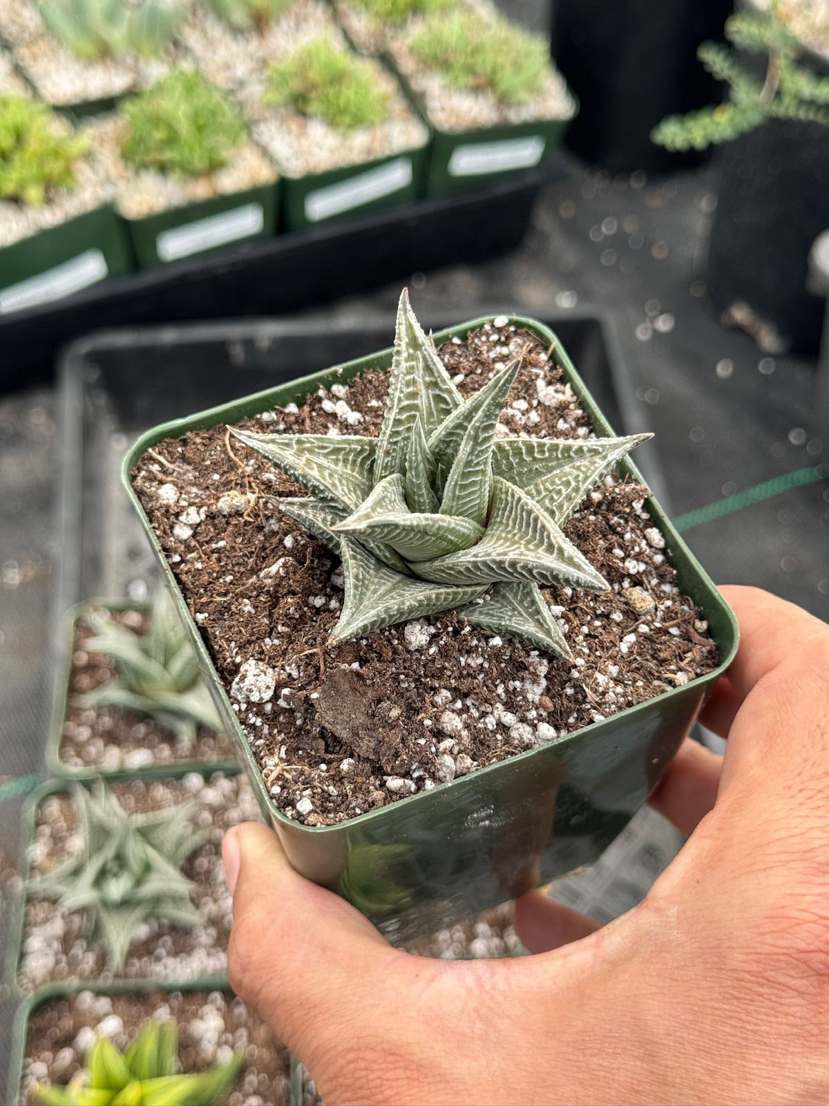 Haworthia limifolia white