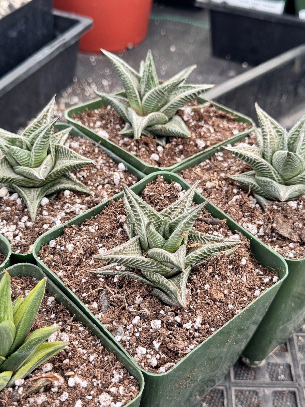 Haworthia limifolia white