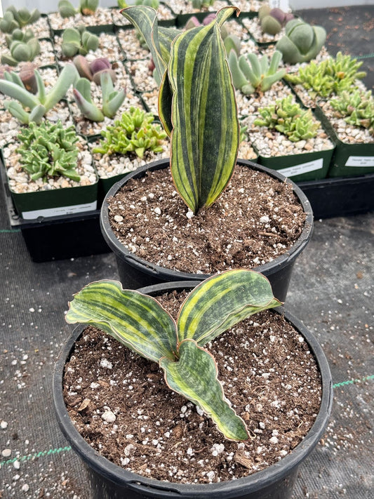 Sansevieria macrophyla