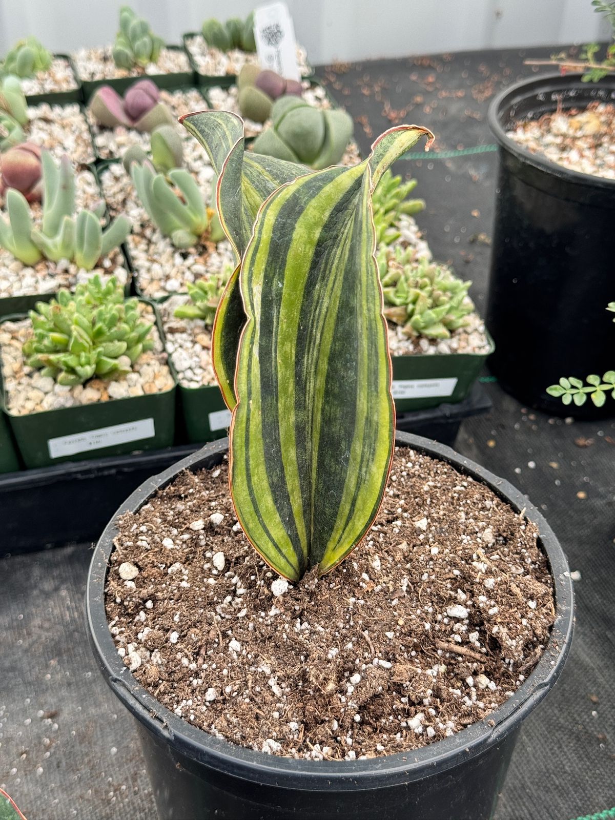 Sansevieria macrophyla