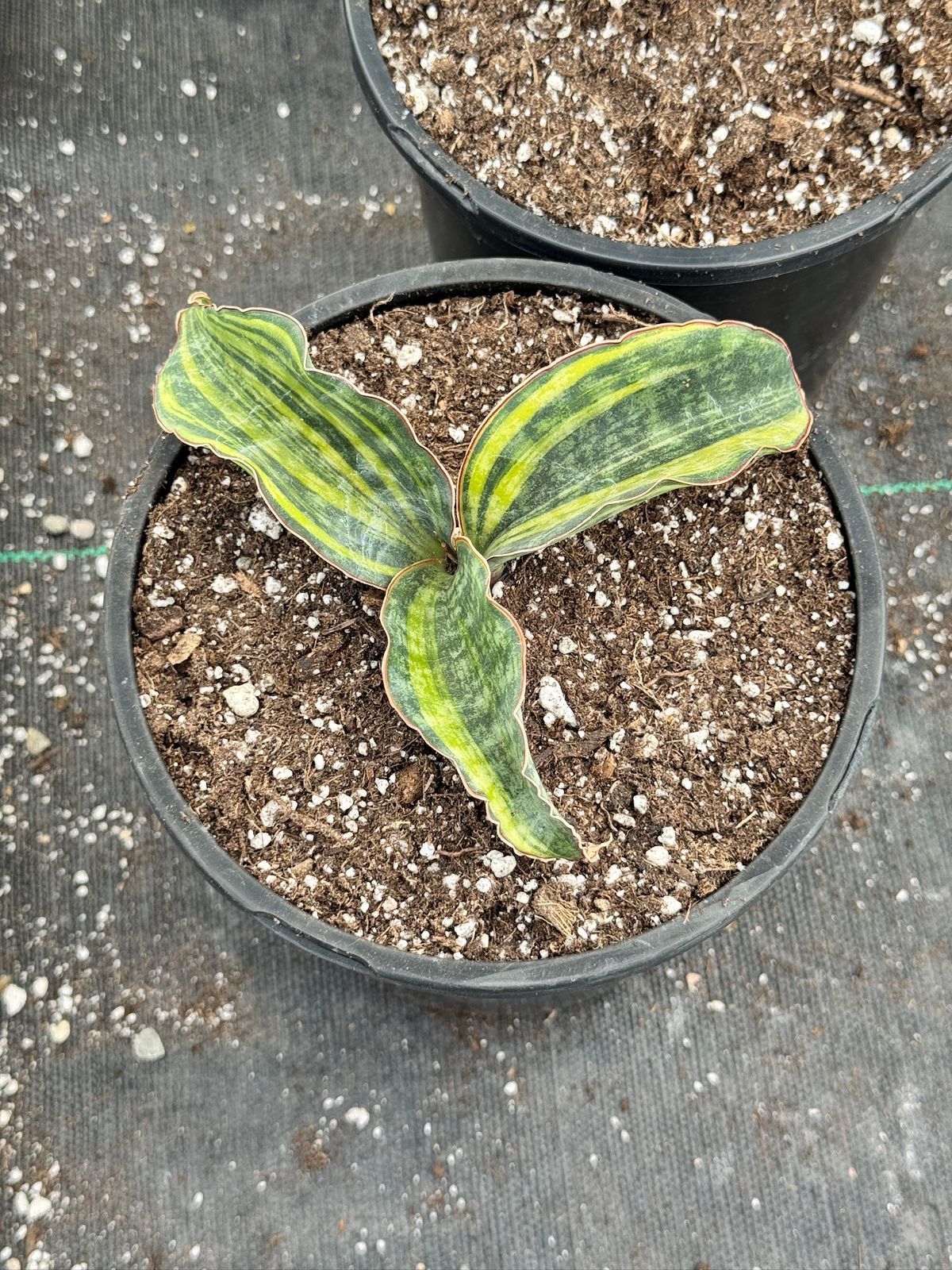 Sansevieria macrophyla